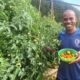 Sunday Oliseh unveils “Amazon-like” tomatoes farm Sunday Oliseh unveils “Amazon-like” tomatoes farm